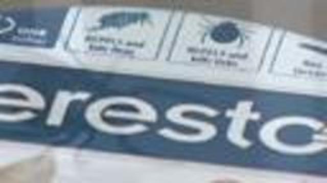 Deadly Feline Disease On The Rise