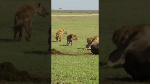 When you mess with the wrong lion?🤔#shorts #safari #travel #travelling