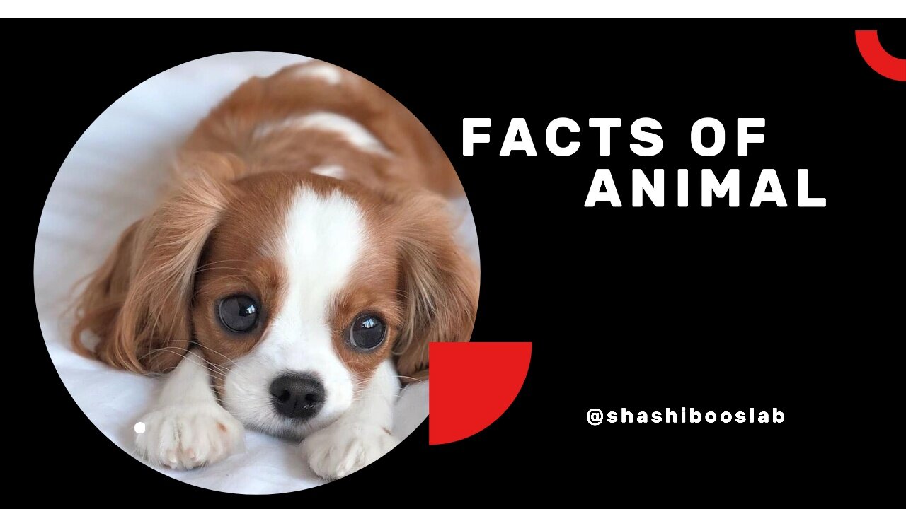 10 Best and funny facts of animals