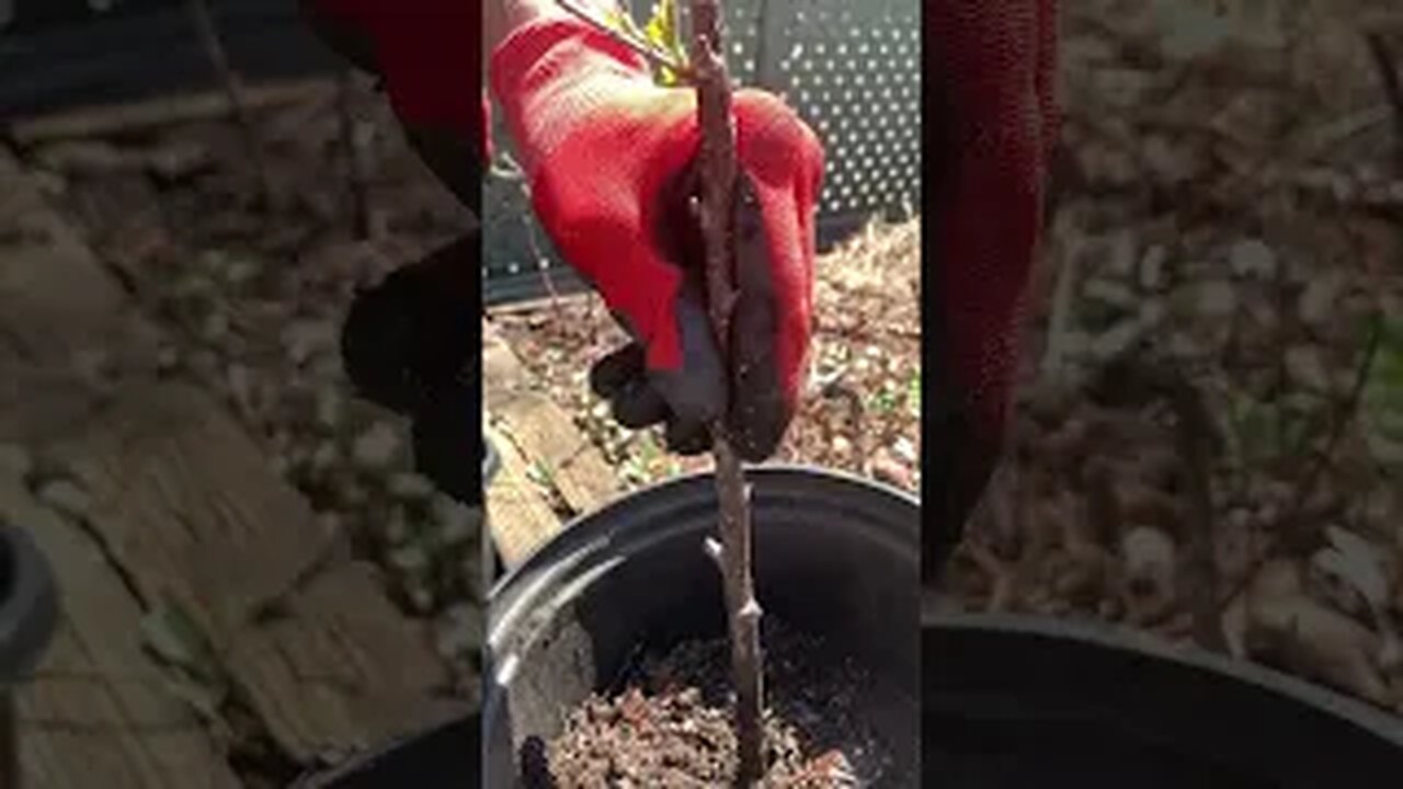 Black Currant Propagation Spring 2023