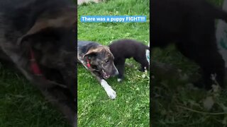 Lycan Shepherd puppy and Shepherd Lab mix play. Puppy tries to involve Cavalier and she says NO!