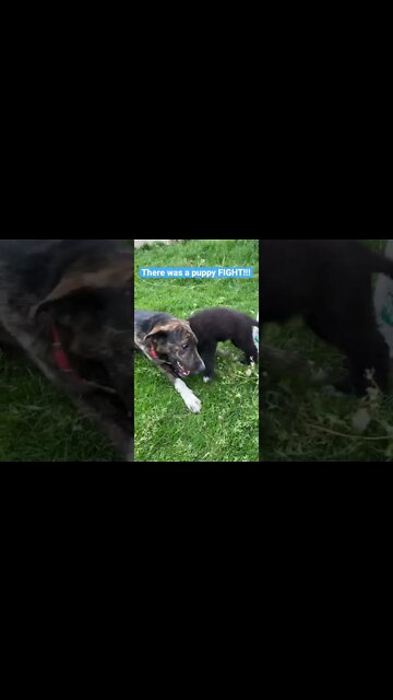 Lycan Shepherd puppy and Shepherd Lab mix play. Puppy tries to involve Cavalier and she says NO!