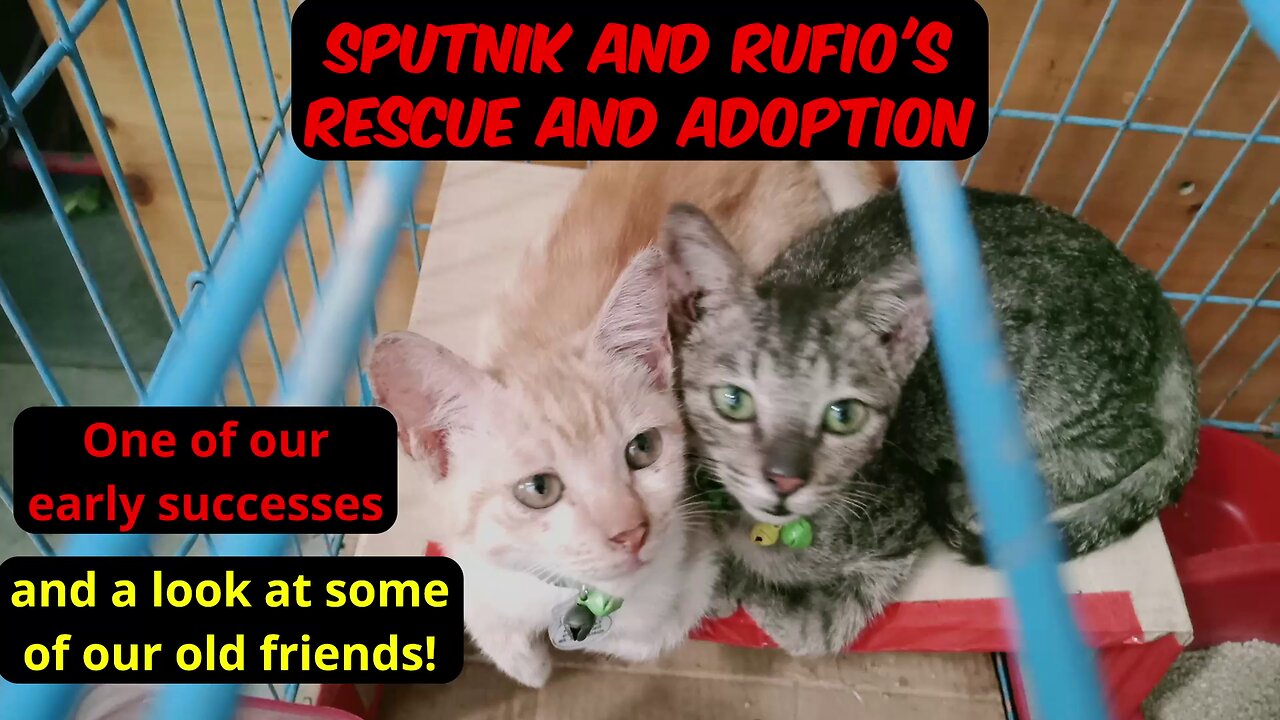 Sputnik and Rufio - kittens rescued separately and adopted together - an earlier success