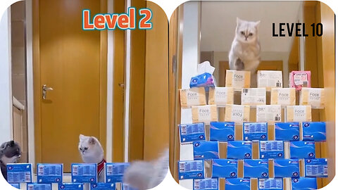 Watching this jumping championship entered cat 🐱 really amazing,funnycat