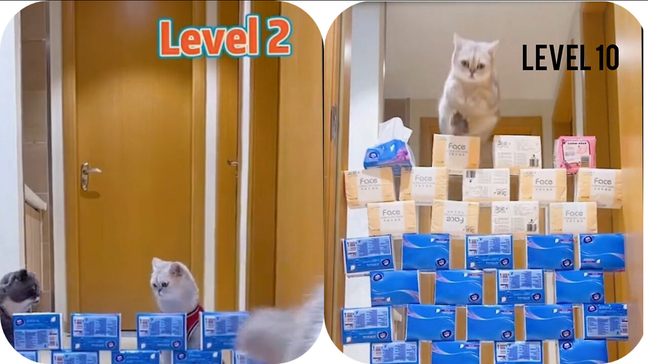 Watching this jumping championship entered cat 🐱 really amazing,funnycat