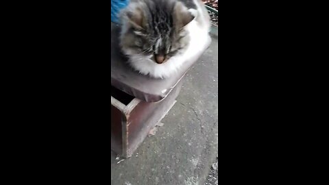 Fluffy cat sitting on a cat house