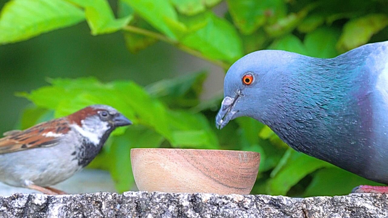 Oh No, The Pigeon Has Found the New Sparrow Feeding Spot