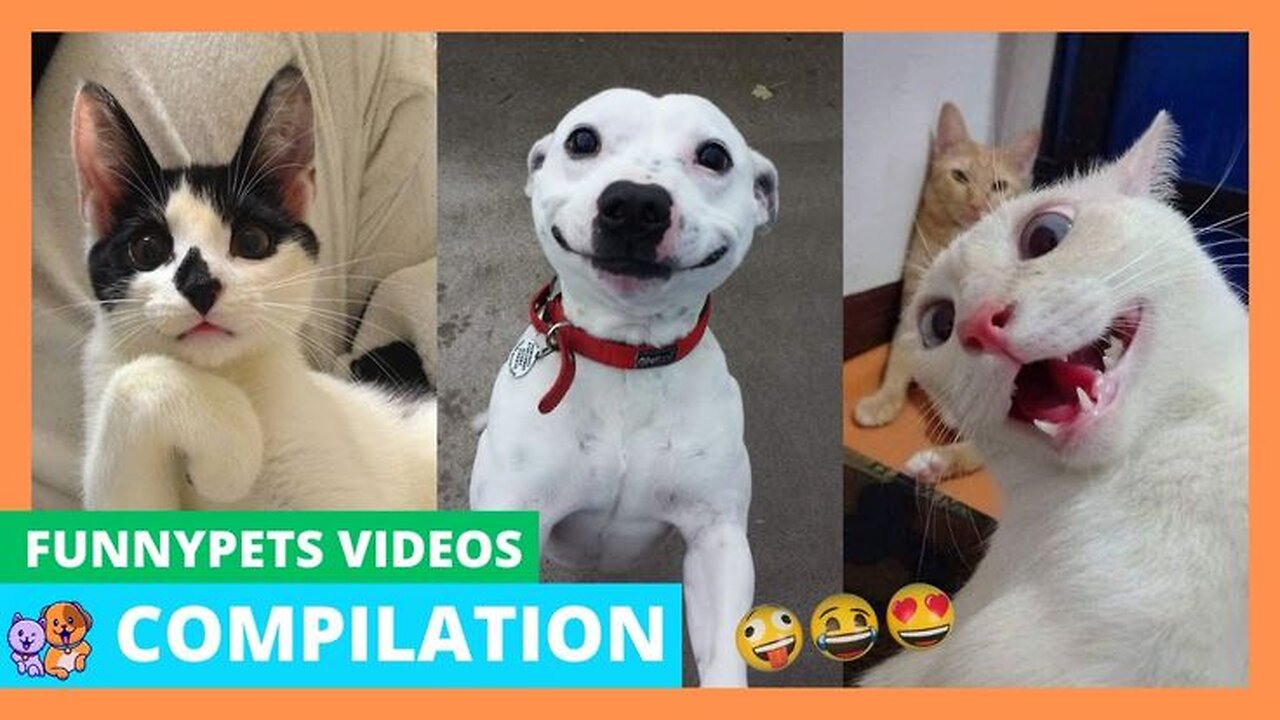 Funny animals videos Compliation🎥