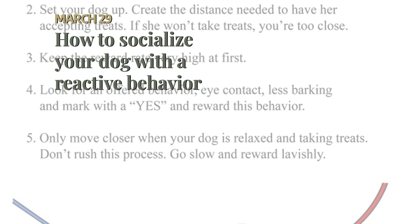 How to socialize your dog with a reactive behavior