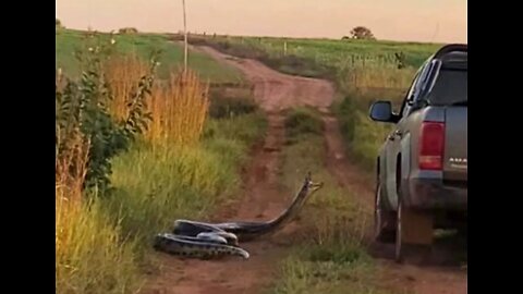 Anaconda Attacks Car