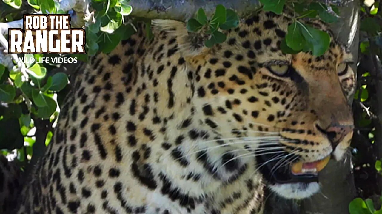 Leopard Trying To Avoid A Hyena | Maasai Mara Safari | Zebra Plains