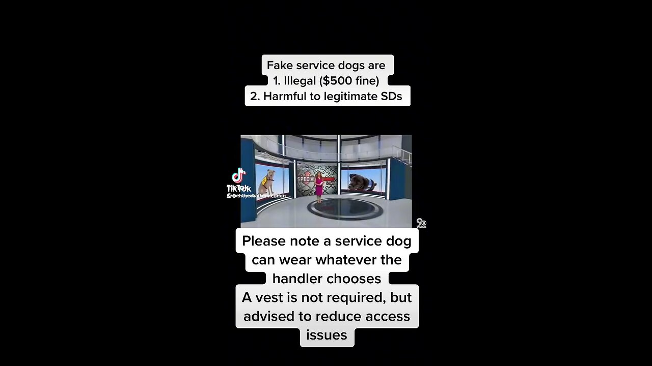 Don’t Fake A Service Dog