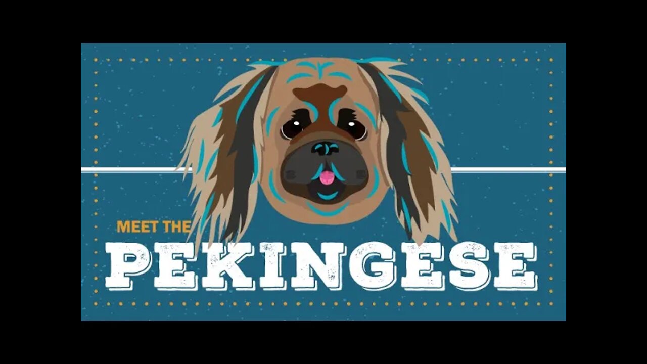 Pekingese | CKC Breed Facts & Profile