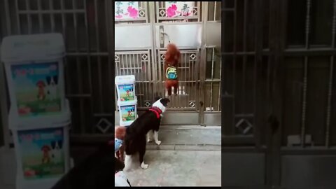 😇Sensible dogs video 😍 #shorts #dog