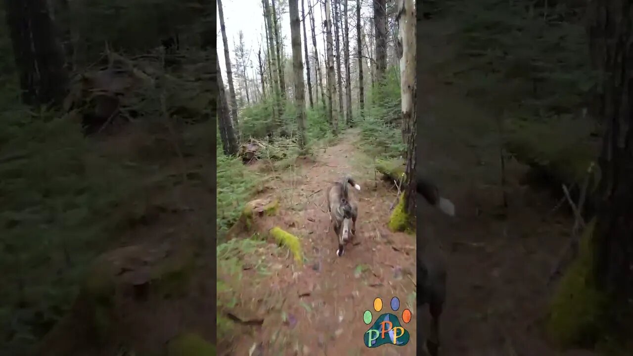 Run along with Odin.