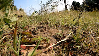 Ants on an Ant Hill a Short Video