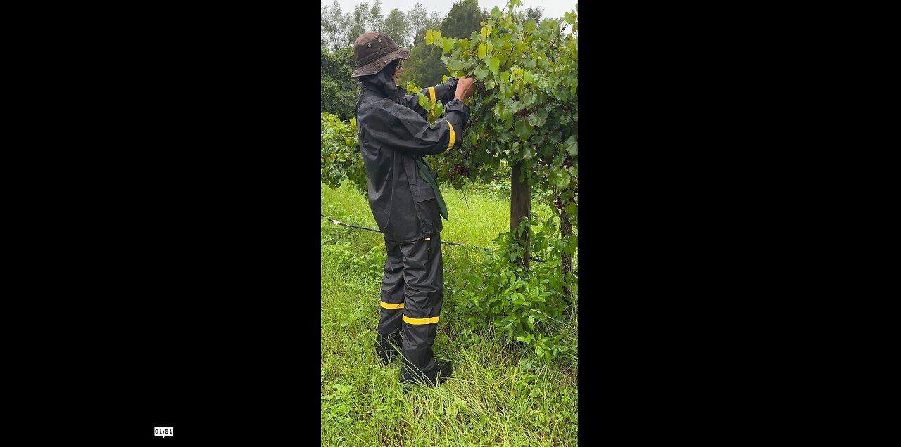 Post Hurricane Grape Picking In Florida Yesterday