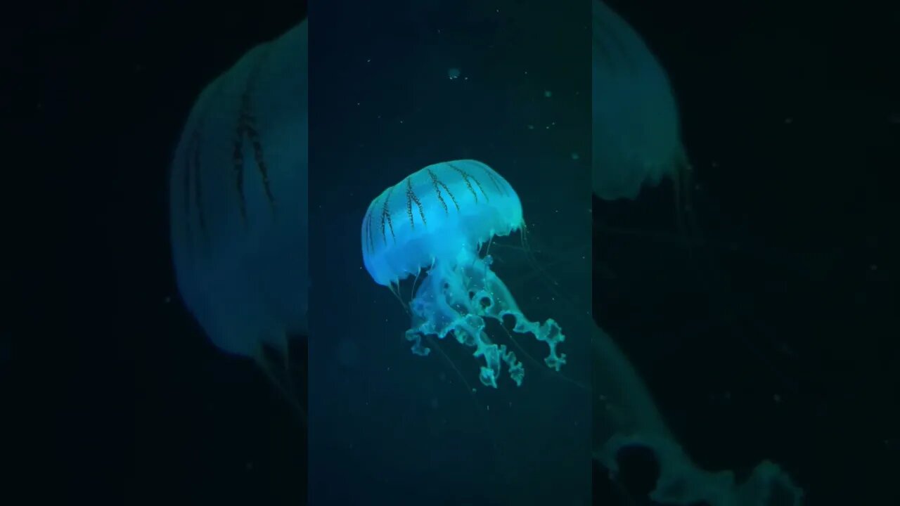 Underwater boogeyman or average jellyfish? #shorts