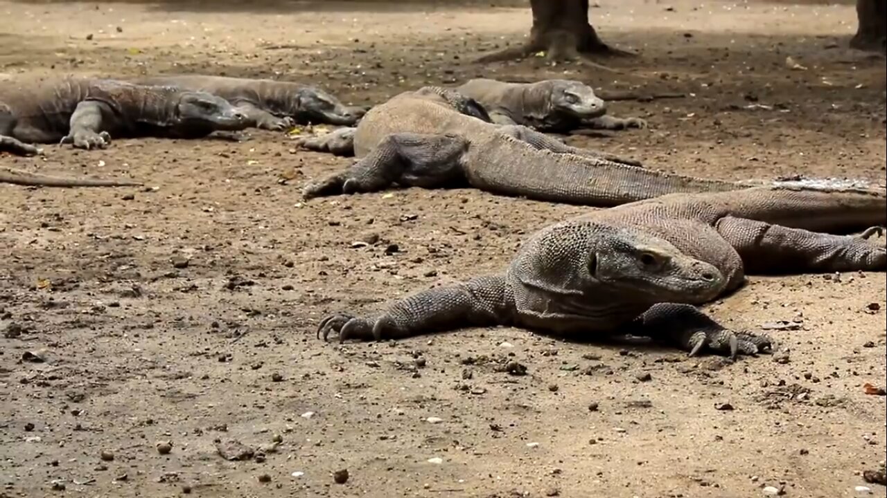 KOMODO DRAGONS