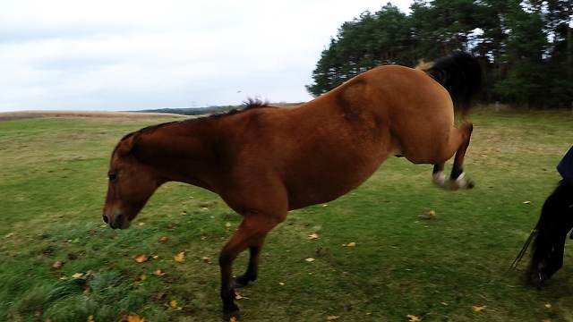 Bully horse gets violent over corn snack