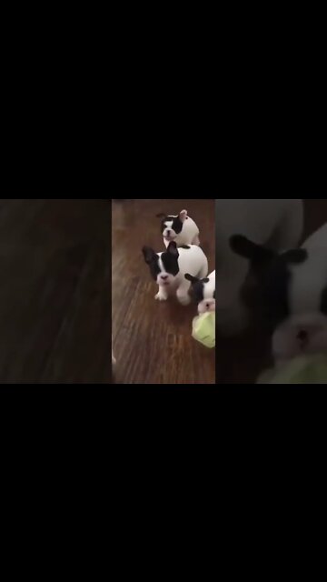 🐶Weeee Cães Gatos Fofos #shorts