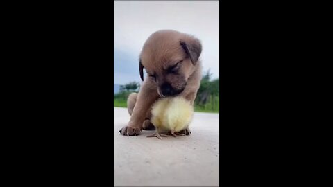 funny dog video