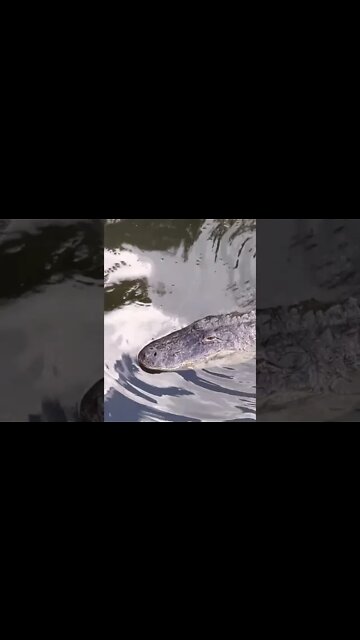 Alligator Growling At Me!