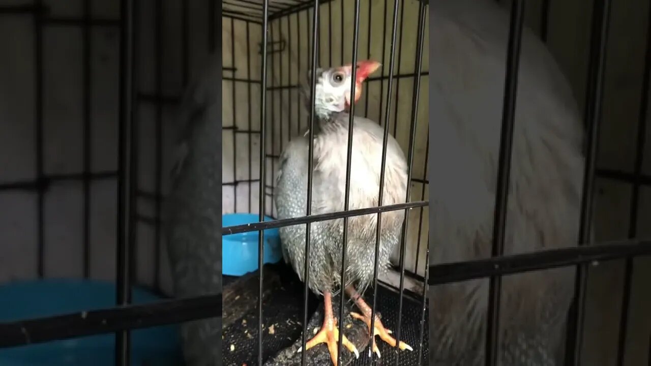 Cage flooring and perches to help bird with injured leg.