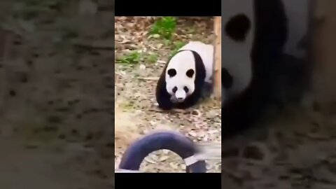Cute panda not happy #shorts #animals #wildanimals #wildlife