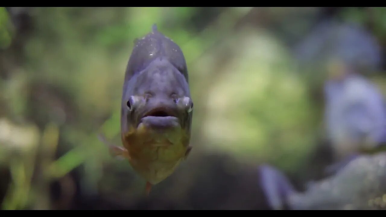 Piranha Colossoma macropomum in an aquarium87