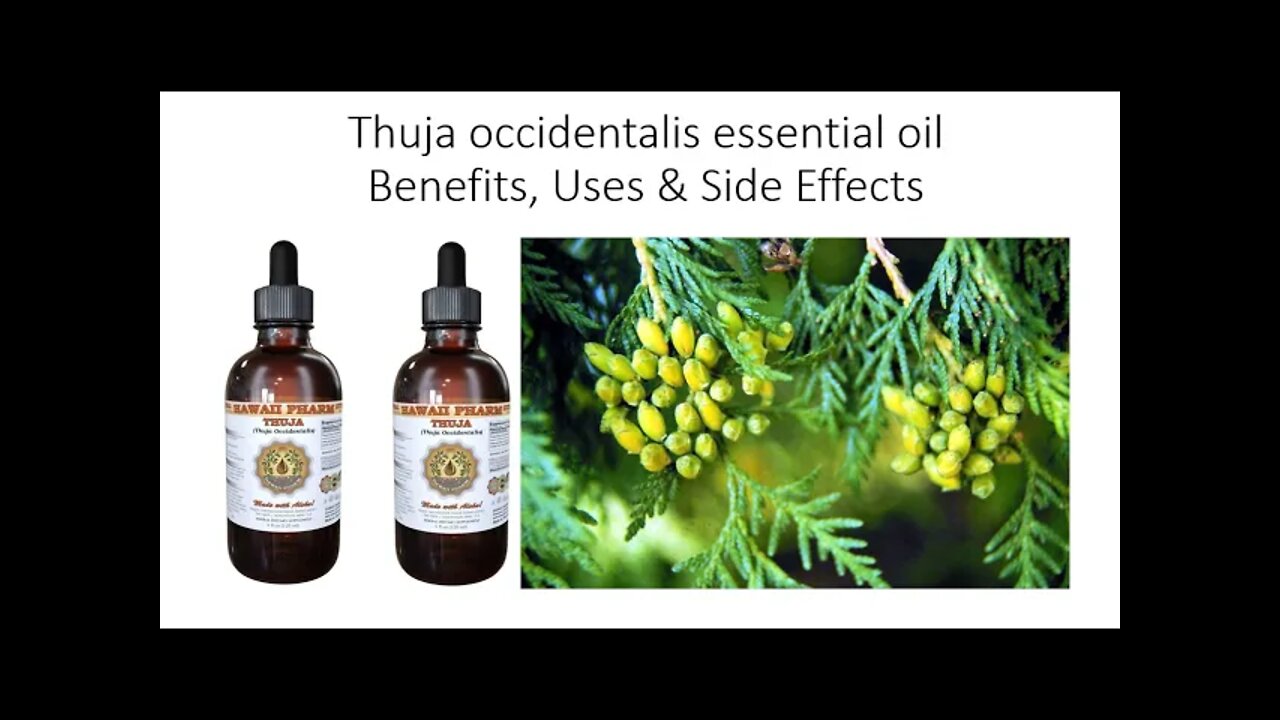 Thuja occidentalis - Tree of Life - Herbal Medicine Benefits