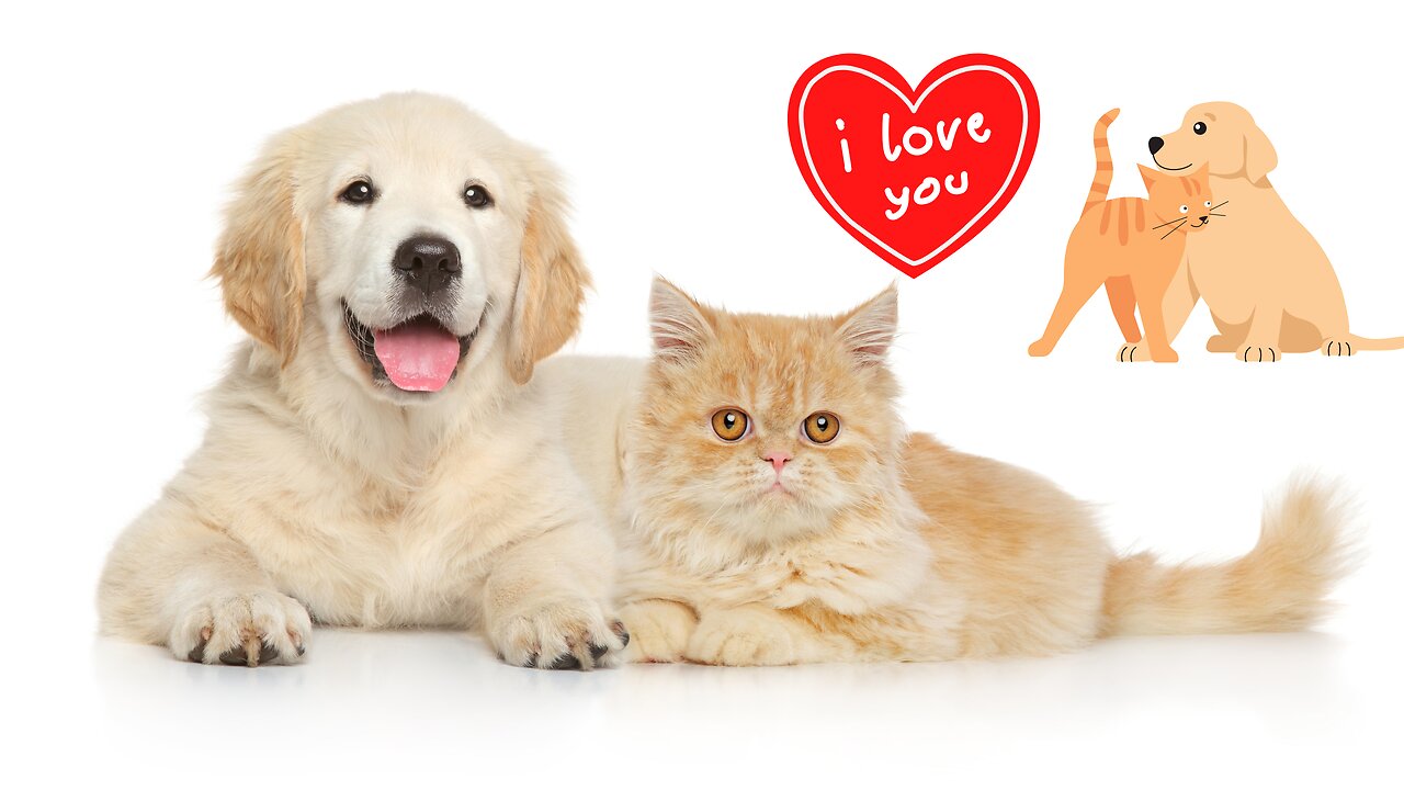 Cat Breeds That Get Along with Dogs