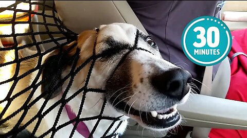 Try Not to Laugh CHALLENGE | 30 Minutes of Funny Dogs😂😬😯😂