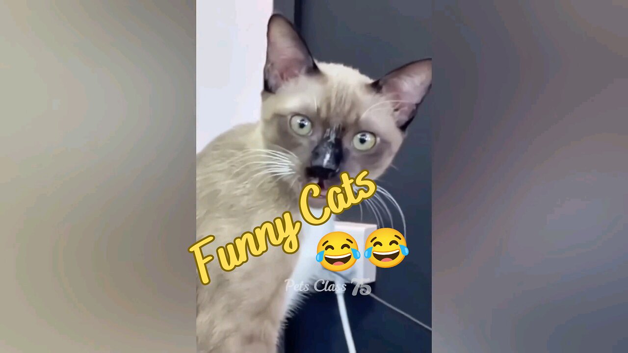 Funny Animal videos😂😂