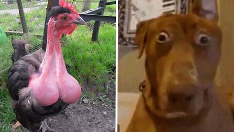 Hilarious pets that will make you cry laughing