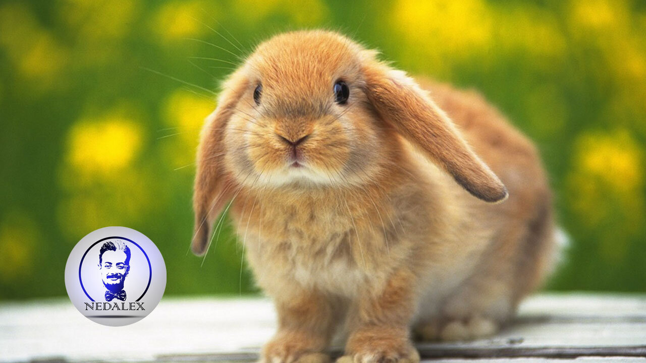 Baby Bunny Rabbits Binky