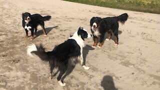 Border Collie Vs 2 Bernese Dogs!