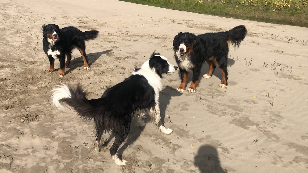 Border Collie Vs 2 Bernese Dogs!