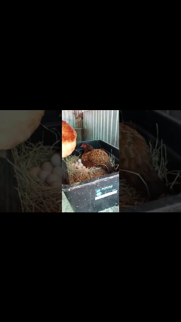 Forest has been off her eggs having food and water. And Chook chook looked after them for her
