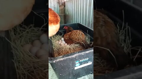 Forest has been off her eggs having food and water. And Chook chook looked after them for her