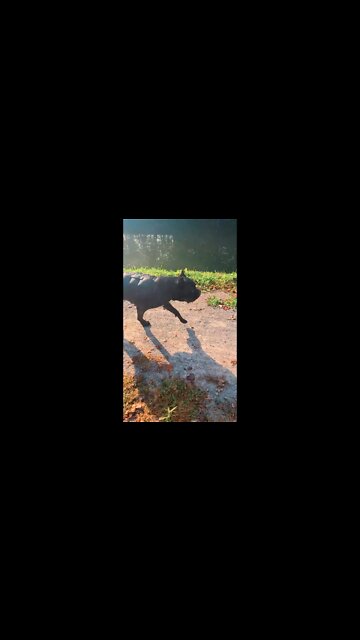 Cane Corso Bike Ride PERFECT HEEL WALK!