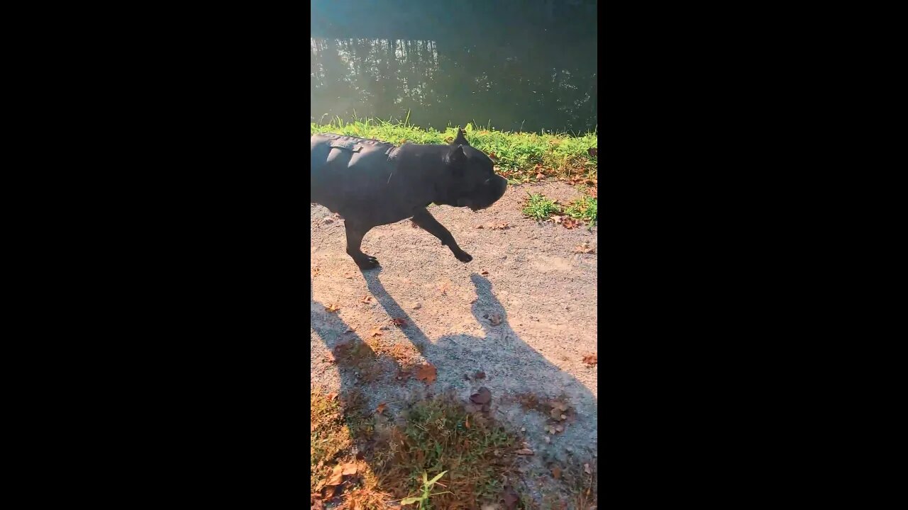 Cane Corso Bike Ride PERFECT HEEL WALK!