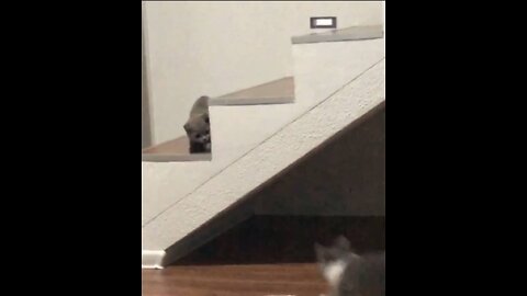 Kitty Let's Play Chasing 🐱