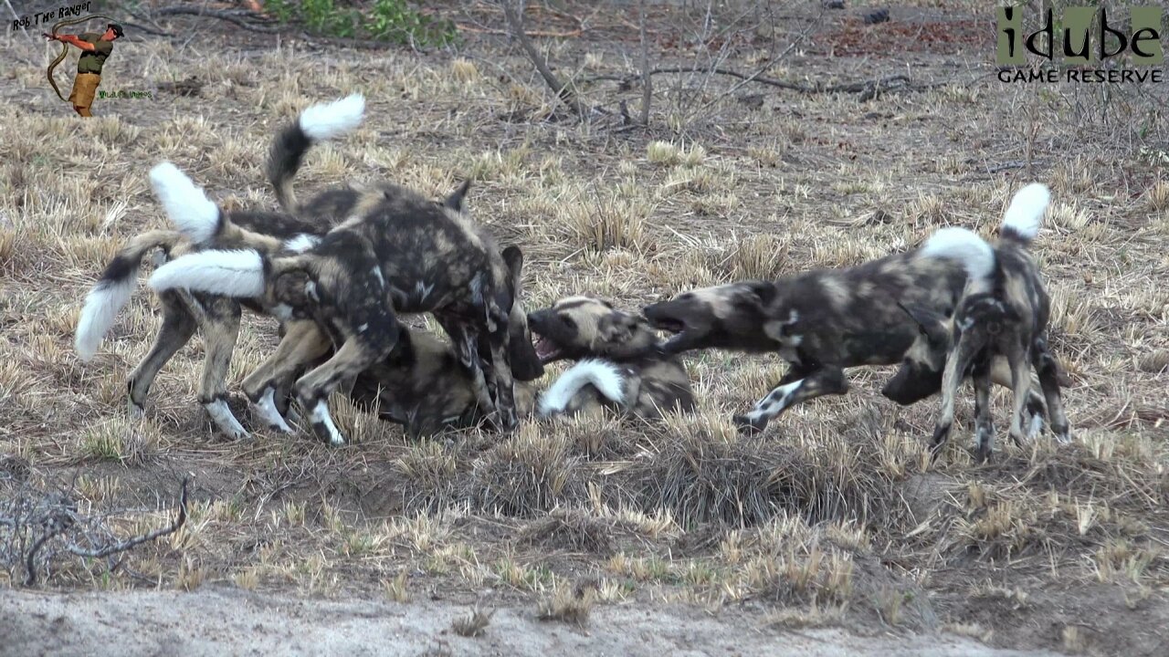 Wild Dog Pups Bully The Runt