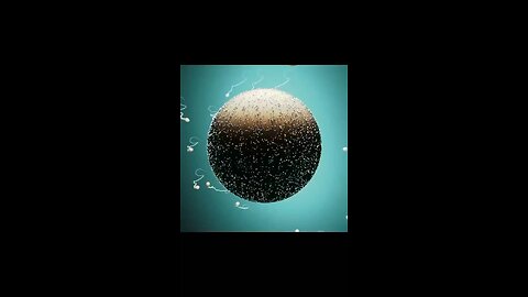 Fertilisation animation