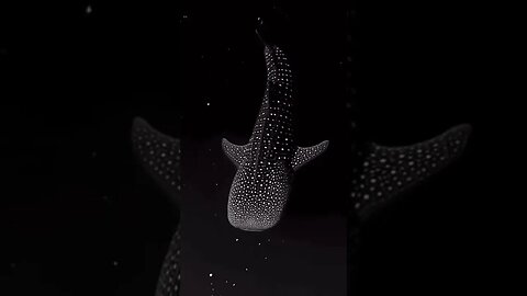 STUNNING WHALE shark in the dark ocean #nature