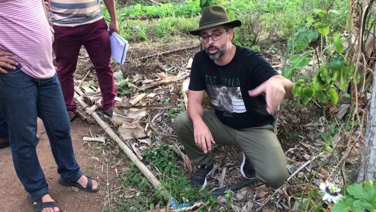 Princípios Agroflorestais e Pecuária Regenerativa - cobertura, espaço, tempo e interdependência