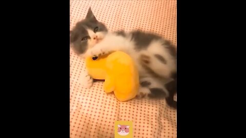 💗Cute And Funny Cat🤣 💗