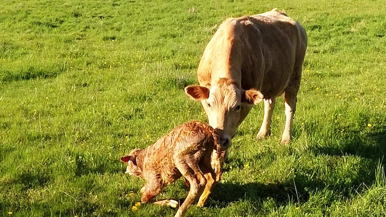 Newborn calf adorably takes its first steps to find her mother's milk