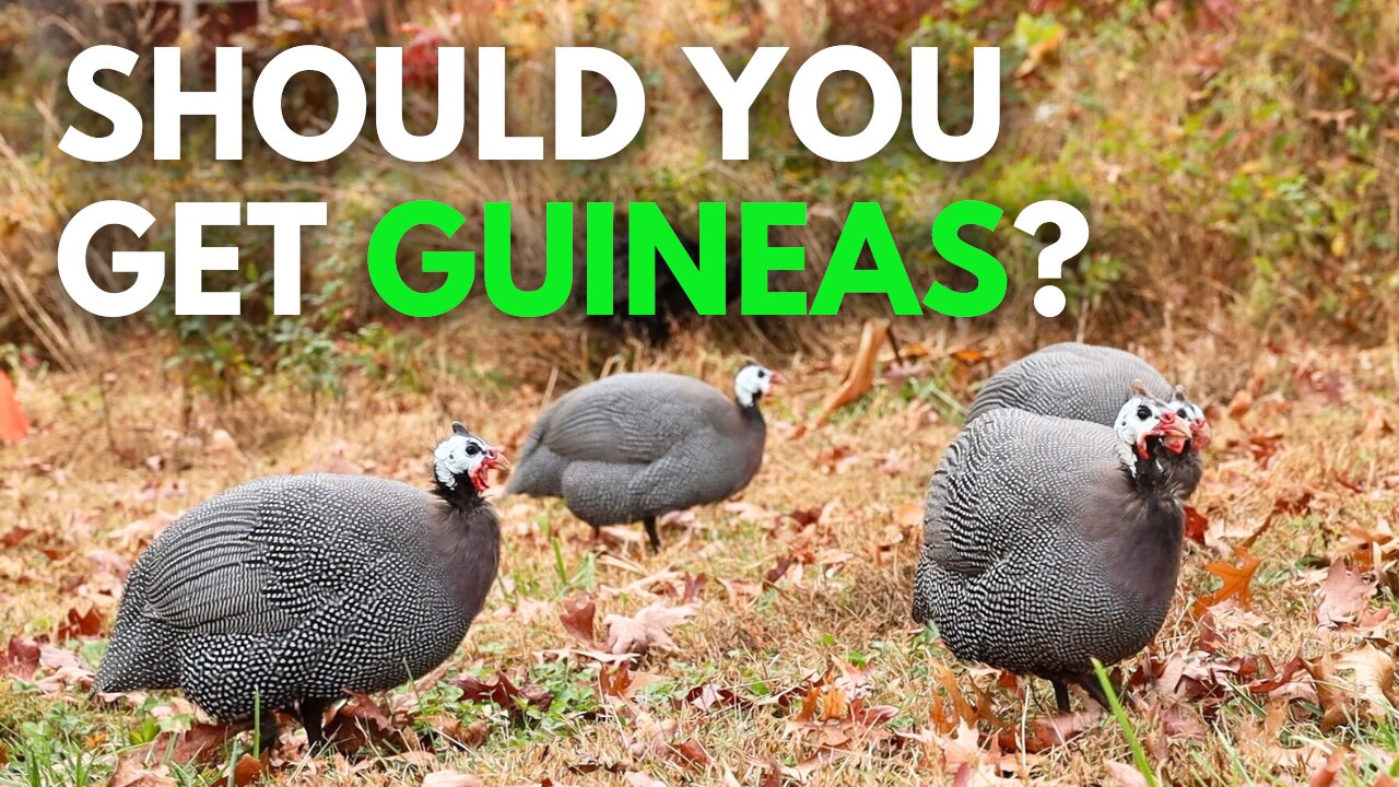 Guinea Fowl: Homesteading Heaven or Hell?